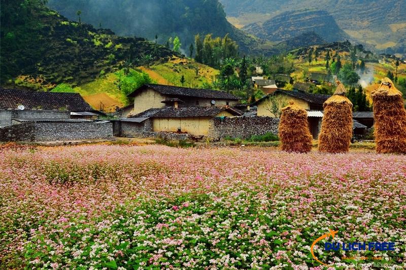 Lễ Hội Hoa Tam Giác Mạch Đồng Văn