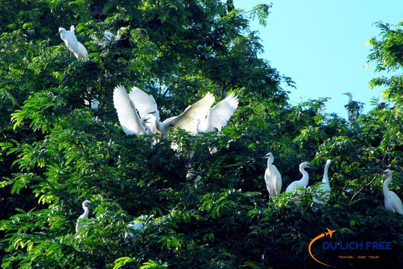 Sân chim Vàm Hồ